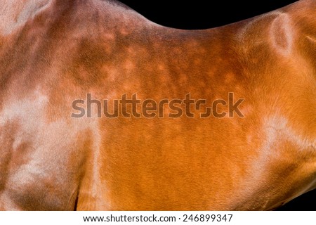 Horseback isolated, animal body part close up on black.