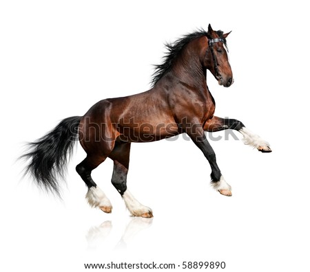 Similar – Image, Stock Photo Black Friesian horses in a pasture meadow in the Alps in the summer