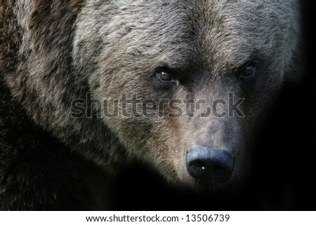 An angry bear looking to the camera