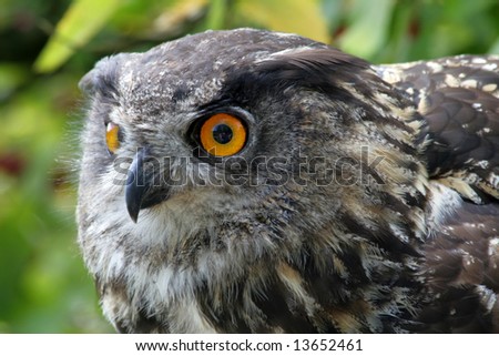 Side view of an Eagle owl