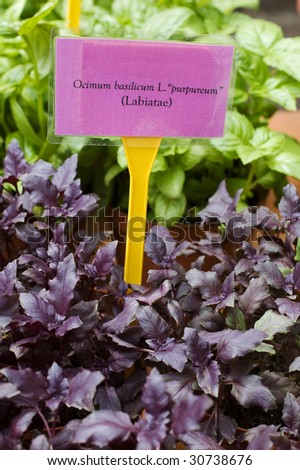 Purple basil leaves with tag and Latin scientific name - Ocimum basilicum L. purpureum