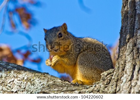Perfect Pose of Squirrel with a Nut in Tree Watching You.  Taken in the fall in wooded area.