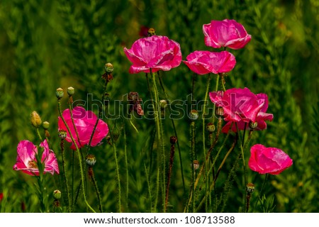 Delicate Red Poppy Flowers Growing Wild in Texas. Papaveraceae. Papaver. Side view of a cluster of flowers.
