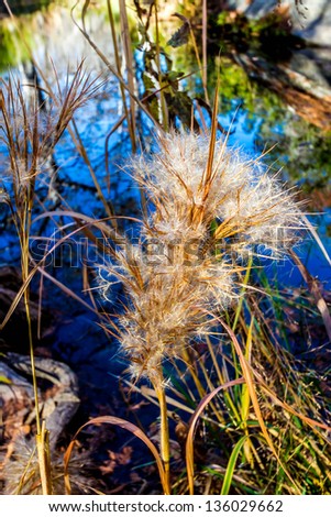 Delicate Feathery Seed Pods from Wild Three Awn Grass Reflected in a Clear Still Creek.  Texas Hill Country.