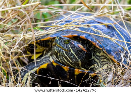 A Large Red-eared Slider (Trachemys scripta elegans) Turtle Laying Eggs in her Nest at Brazos Bend State Park, Texas.