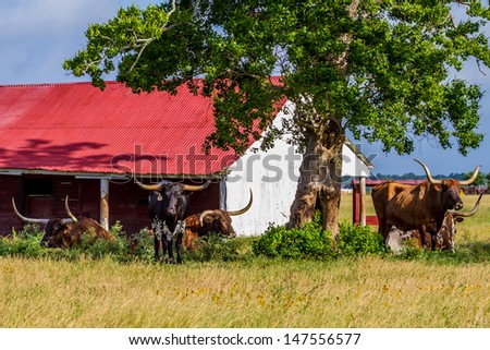 Texas Longhorn Cattle Lounging in a Pasture with Wildflowers and Red Barn in Texas.