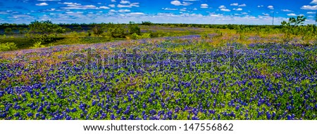 A Beautiful Panoramic Wide Angle Shot of a Colorful Texas Prairie Landscape Blanketed with the Famous Texas Bluebonnet (Lupinus texensis) Wildflowers, Near Ennis.