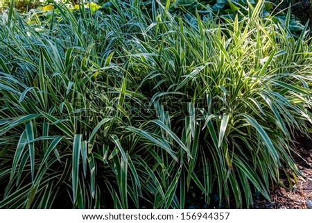 A Beautiful Ornamental Grass, Acorus calamus \'Variegatus\' or Sweet Flag.  Nice nature or plant-based background.  Interesting lighting to highlight contrasts.