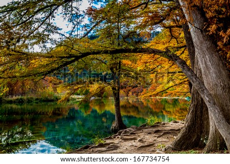 Bright and Beautiful Cypress Trees Full of Fall Foliage Surrounding the Clear Frio River, Texas.