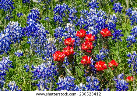 A Closeup of a Cluster of Orange Indian Paint Brush in the Middle of a Field of the Famous Texas Bluebonnet (Lupinus texensis) Wildflowers.