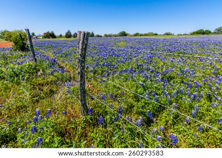 A Wide Angle View of a Beautiful Texas Field Blanketed with the Famous Texas Bluebonnet (Lupinus texensis) Wildflowers.