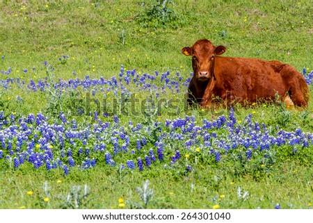 A Brown Texas Cow in a Field Blanketed with the Famous Texas Bluebonnet (Lupinus texensis) Wildflowers.