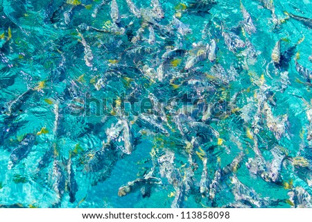 tropical fish under the sea