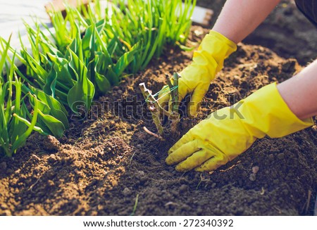 people, gardening, flower planting and profession concept - close up of woman or gardener hands planting roses to flower pot