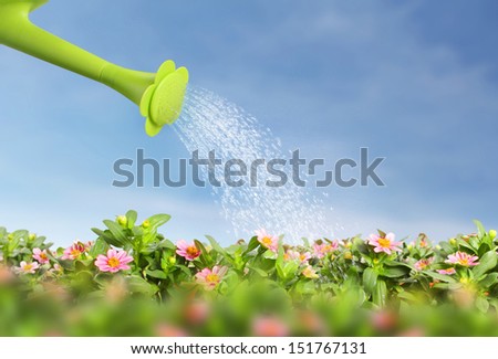 Water pouring watering can onto blooming flower