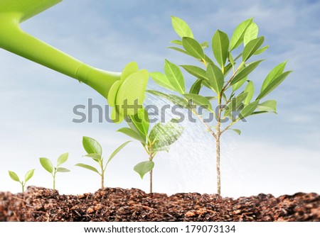 pours on seedling, watering young tree