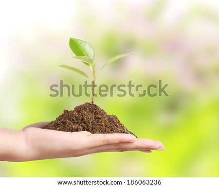 hand holding a plant sprouting