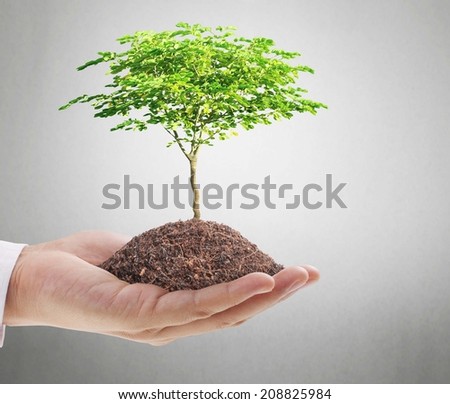 Close upman hands holding plant