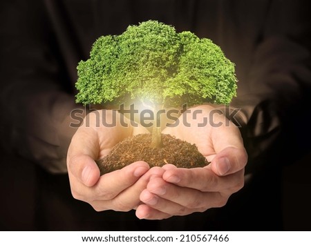 Businessman holding tree sprouting