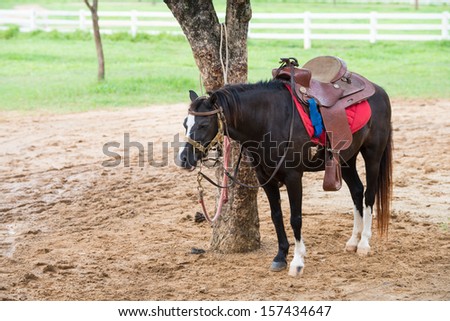 Horse dressed in western costume