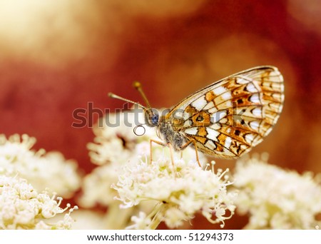 Butterfly Nymphalidae on brawn background