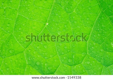 Cucumber leaf structure
