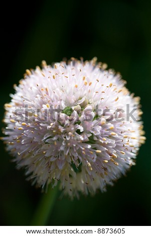 Alone sphere of onion flower. DOF