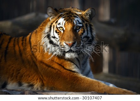 Young tiger portrait. Novosibirsk ZOO