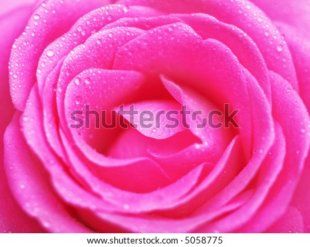 Close up of pink rose petails covered dew