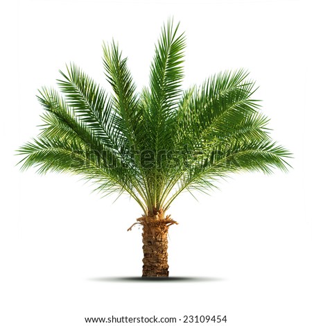 Palm Tree Isolated On White Background Stock Photo 23109454 : Shutterstock