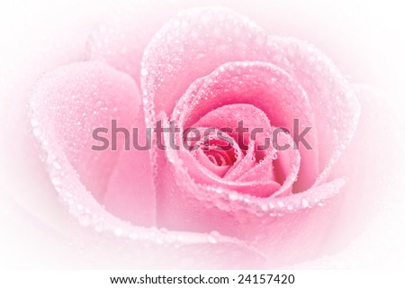 Close up of pink rose petails covered dew