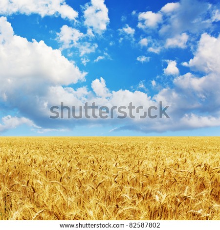 Golden wheat field under a blue sky and sunshine