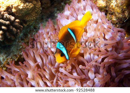 Clown fish hiding in its anemone
