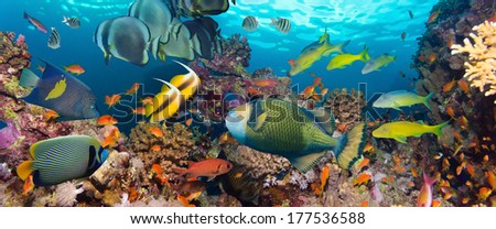 Coral Fish