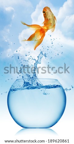A goldfish jumping out of the water to escape to freedom. White background.