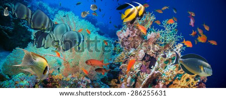 Tropical Anthias fish with net fire corals on Red Sea reef underwater