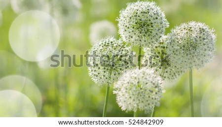 Beautiful White