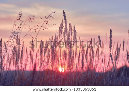 Similar – Image, Stock Photo beautiful flowers and sunset in the nature in autumn season