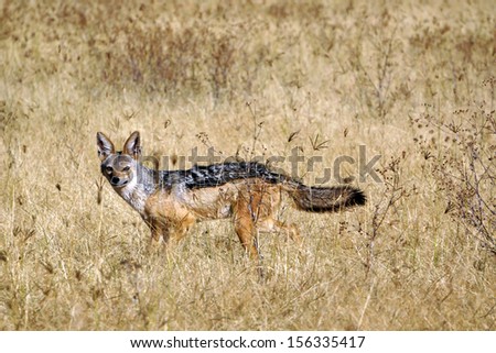 Black-backed jackal at Serengeti National Park. Tanzania