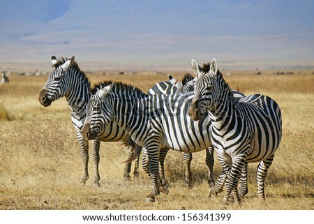 Zebras at Ngorongoro Conservation Area.  Tanzania