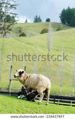Baby sheep is suckle on his mother sheep in the farm
