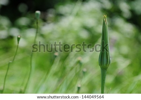 Bud of wildflower isolated on blurry background