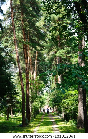 Alley with tall trees in the park