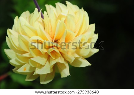 Blooming yellow dahlia