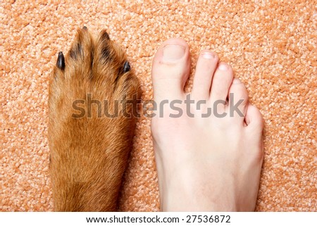 Human foot and paw of a Rottweiler on a pink carpet.