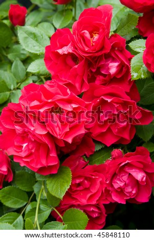 Roses bush,  flower in a garden in summer