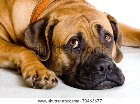Puppy of girl of 8 months of rare breed South African boerboel posing in studio. Isolated on white
