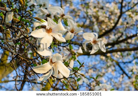 White Magnolia acuminata blooming flowers with blue sky background in late spring daylight.