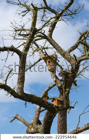 Creepy bare tree branches and scrags with bird boxes and blue cloudy sky background