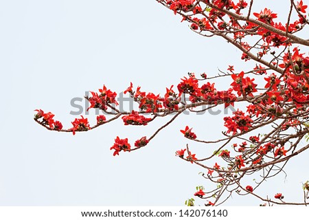 Blossom of the Red Silk Cotton Tree - The Latin name is Bombax Ceiba
